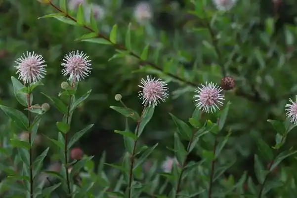 农村特色野果,清热利湿,解毒消肿,散瘀止痛——水杨梅栽培技术|水杨梅