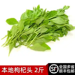 新鲜枸杞头2斤装新鲜蔬菜当季春菜时令枸杞芽蔬菜枸杞菜顺丰包邮