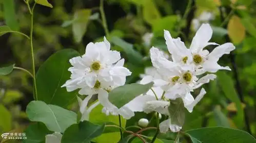 最美龙柏花错过今年只能等明年了附今日实景
