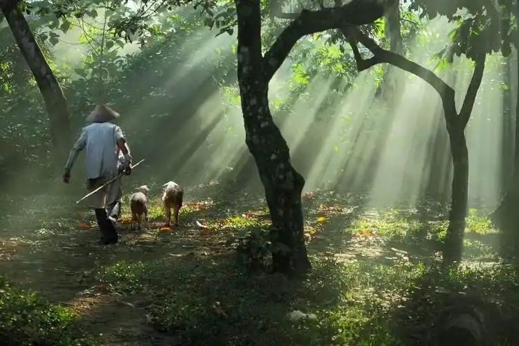 这样惬意的生活满足了人们对晚年生活的追求,在字里行间,心就已经陶醉