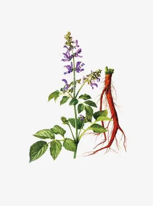 中药医病记8——丹参碧海丹心