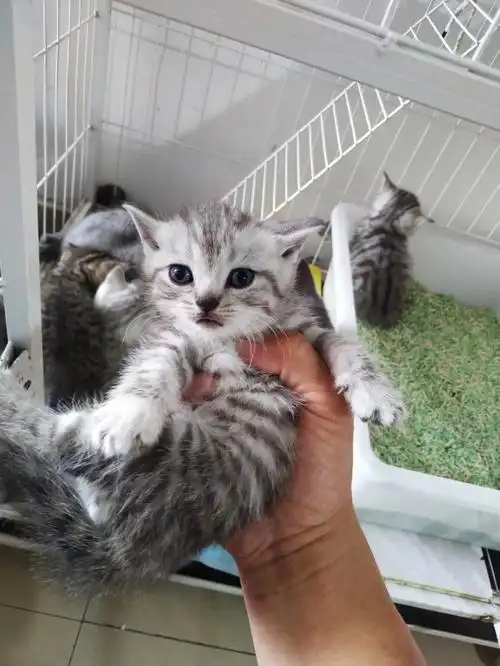 美短幼猫渐层幼猫