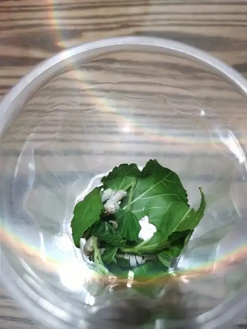 蚕宝宝进家第一天