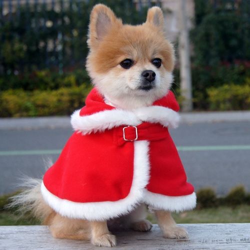 过冬宠物披风睡袍服装设计外出创意穿衣新品服饰礼物演出服狗狗