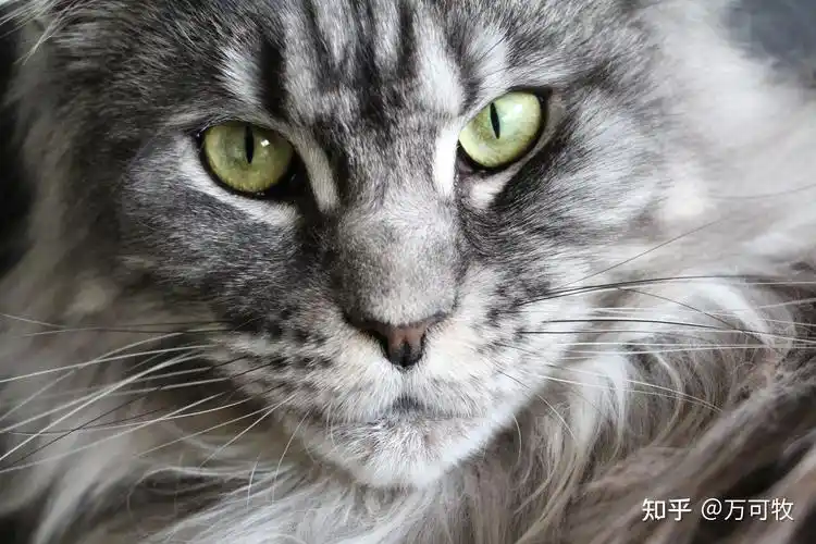 缅因猫因原产于美国缅因州而得名,是北美自然产生的第一个长毛猫品种