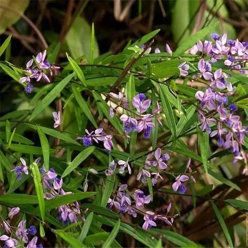 批发远志种子 远志种子一亩地需要8斤 新种子 发芽率高