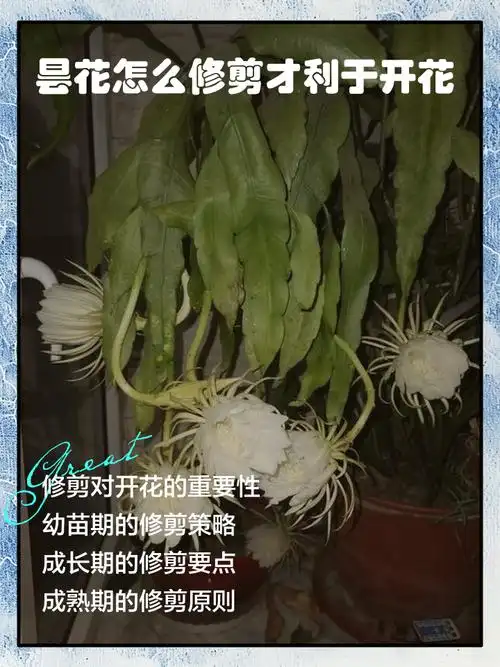 🌱修剪对开花的重要性 昙花修剪能平衡营养与生殖生长