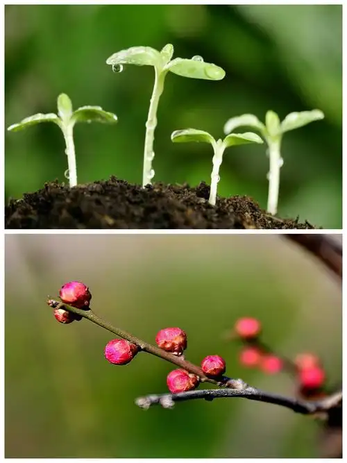 大二班班本特色活动 诗歌沁我心《春天》