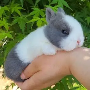 小型侏儒兔子活物蓝白道奇凤眼海棠宠物迷你茶杯兔荷兰垂耳兔活体