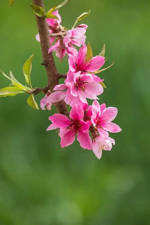 桃花,粉色
