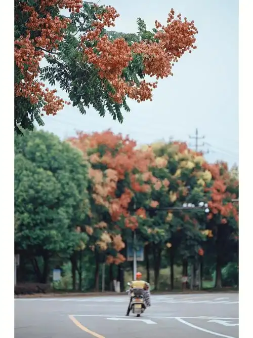 秋天的开始是一树树粉色的栾树