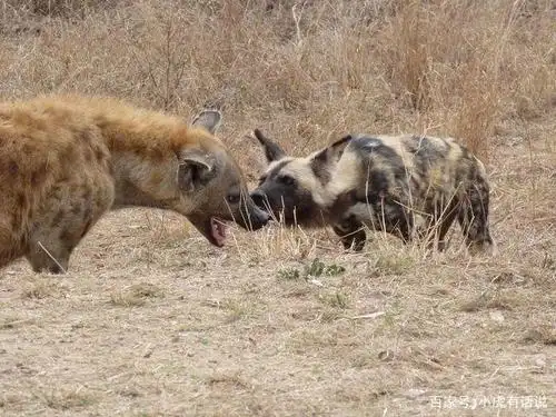 如果十只成年鬣狗和一只野生成年东北虎相遇,大家觉得谁会胜?