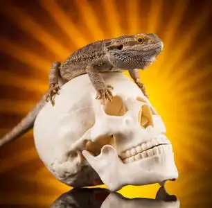 蜥蜴头干嘛图片