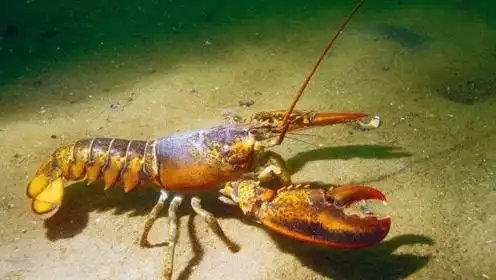 高龄龙虾被好心小哥放归大海,中国吃货:看得心情纠结了!