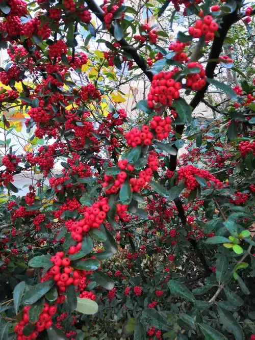 拍摄我所见,只为定格最美瞬间之红红火火火棘果