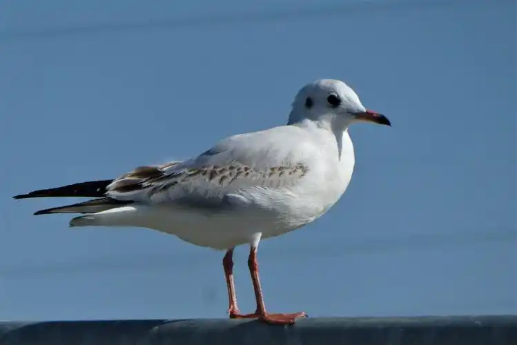 一只白色海鸥图片