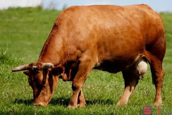 黄牛_家牛_普通牛_秦川牛_南阳牛_鲁西牛_晋南牛_延边牛