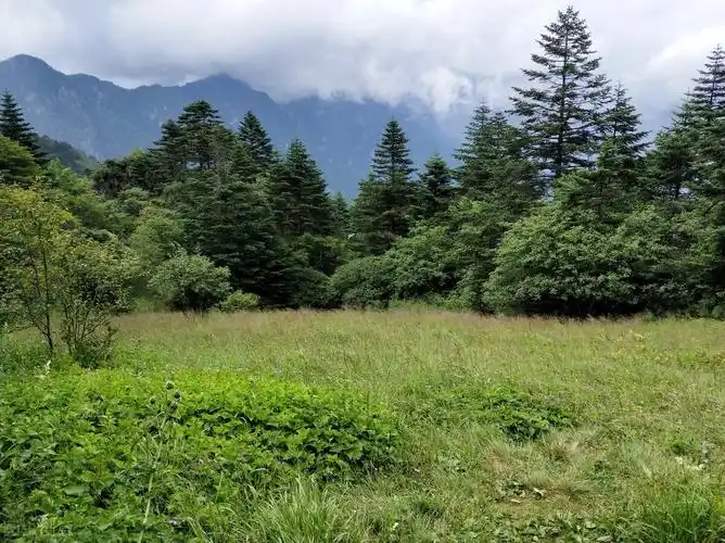 爱上大自然的一抹绿,轻松玩转森林秘境,打卡8处国内最美森林