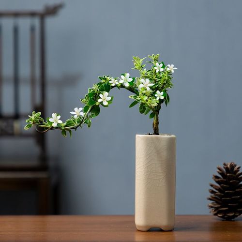 重瓣悬崖六月雪新中式禅意盆景老桩办公室绿植桌面好