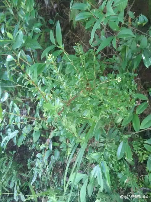 野生的六月雪,采挖当盆景观赏很好看的,它也一种是中药材