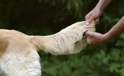 狗狗咬尾巴你以为很好玩别等出事了才知道后果很严重