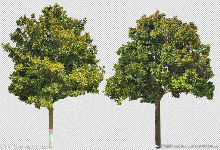 广玉兰植物设计图__psd分层素材_psd分层素材_设计图库_昵图网nipic.