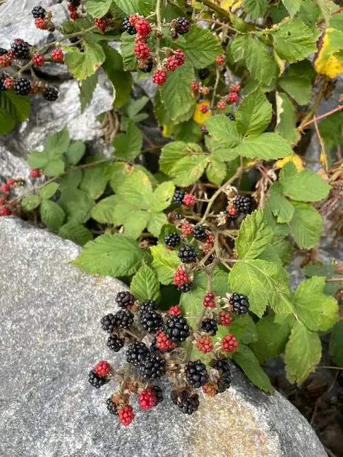 野生熊莓的季节终于来了07