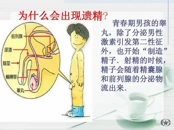 青春期男孩的睾 丸,除了分泌男性 激素引发第二性征 外,也开始"制造"