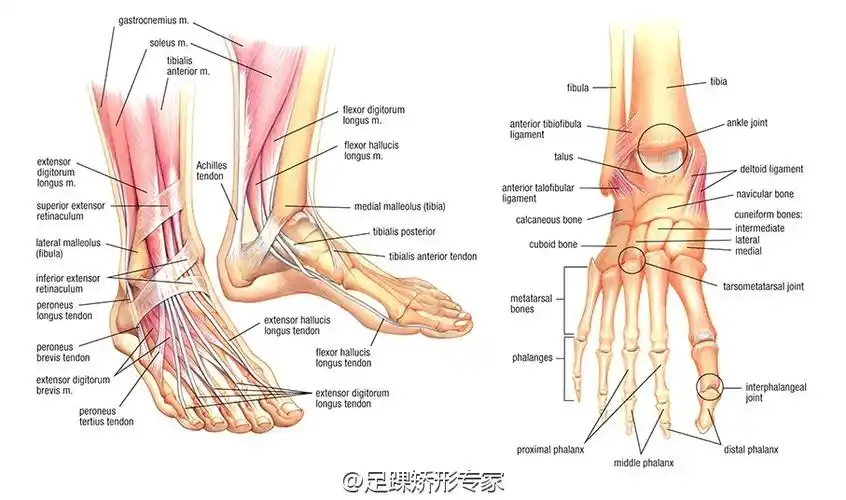小儿骨科专家儿童足部解剖与足弓的作用及穿鞋的选择