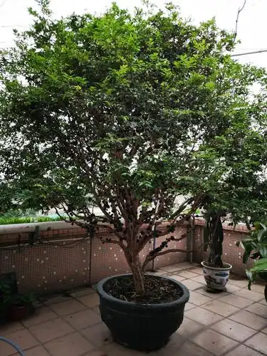 楼顶种的几种热带水果树开花结果了