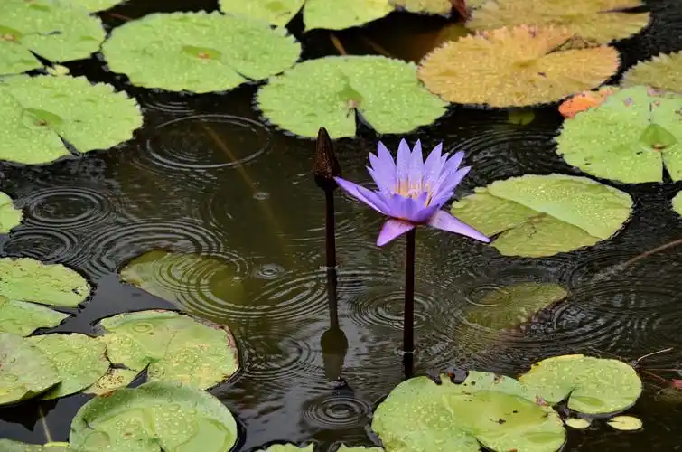 雨中的睡莲