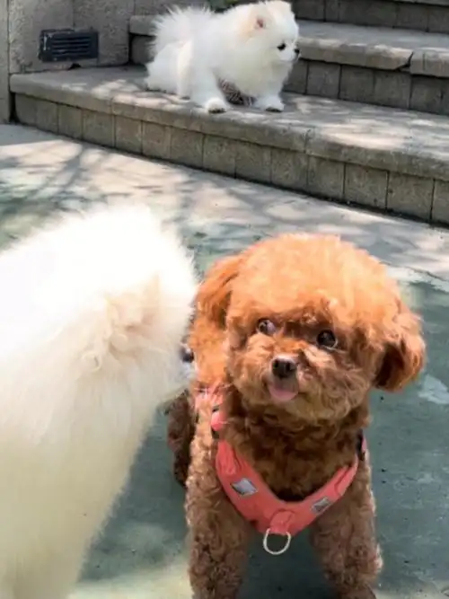 截几张今天小七碰到帅哥搭讪的表情包