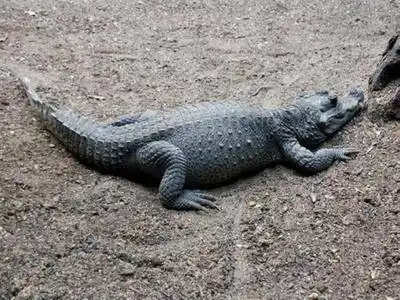 世界上体型最小的鳄鱼非洲侏儒鳄