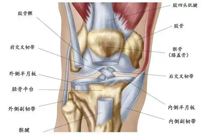 膝关节由上方的股骨和下方的胫骨组成,同时还有一块小骨头随着膝关节
