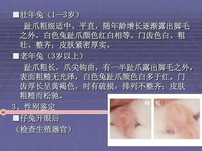 第一篇毛皮动物(7)ppt