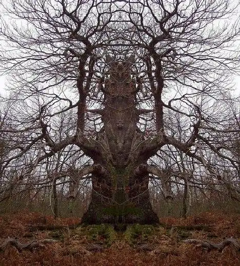 世界各地诡异的恐怖树木