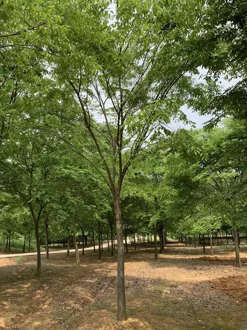 榉树凭什么这么火?|园林|榉树|树种_新浪新闻