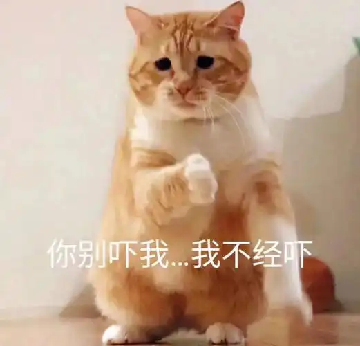 萌宠猫星人你别吓我我不经吓呆萌可爱gif动图_动态图_表情包下载