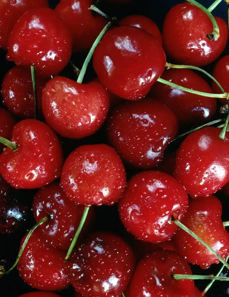 车厘子是樱桃的一种,因为味道偏甜,原产于欧洲,所以也叫欧洲甜樱