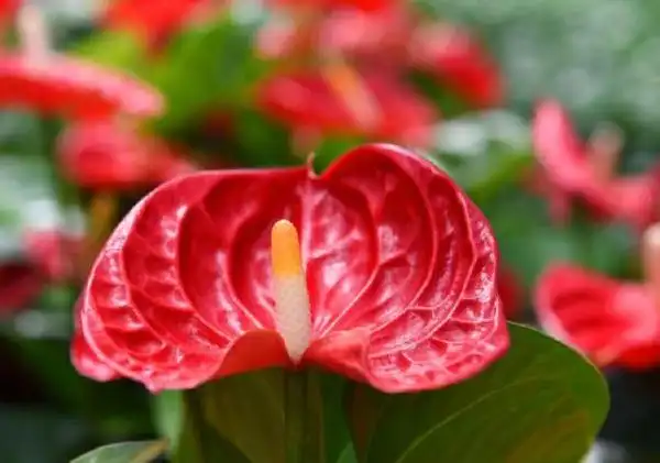 花期时间长的花有哪些八大花期最长的花排名2