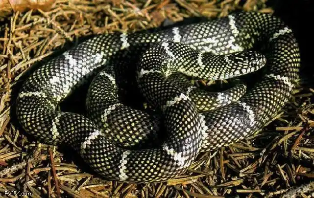 a href="#" data-lemmaid="1518435">王蛇属 /a>(学名:lampropeltis)