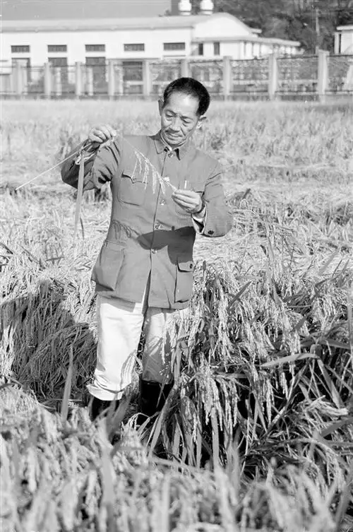 袁隆平一生追梦