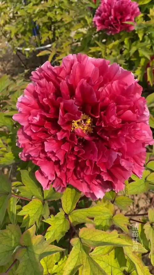 牡丹品种:花王,国色天香牡丹花