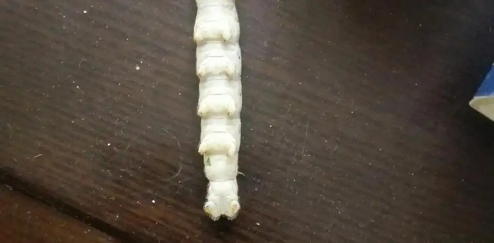 这个蚕宝宝是公是母?