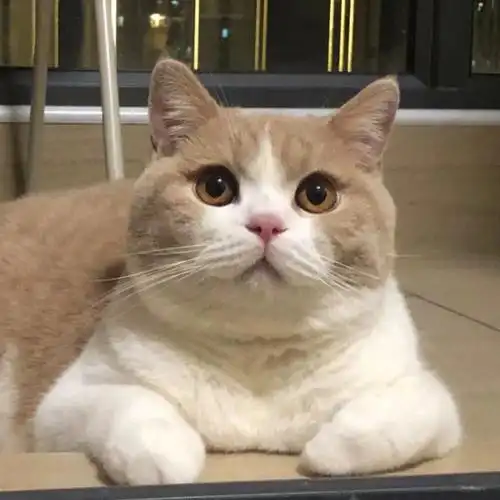 回访照繁育级乳白英短