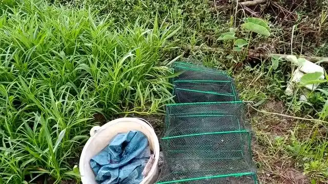地笼放什么饵料好小伙用方块料,每个地笼放两个,看看收获如何