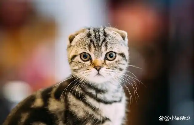 苏格兰折耳猫:折耳即是萌点,也是痛点