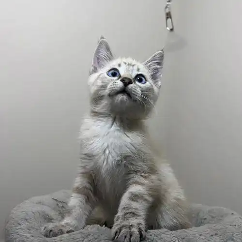 山猫纹暹罗x美短弟弟超可爱可76