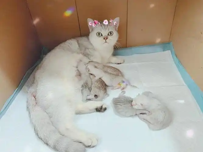 广州家养英短银渐层弟弟找新家/超粘人