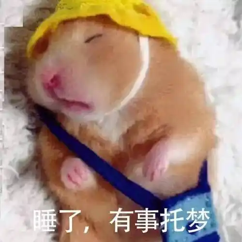 睡了,有事托梦(小仓鼠表情包)_仓鼠_托梦_有事表情